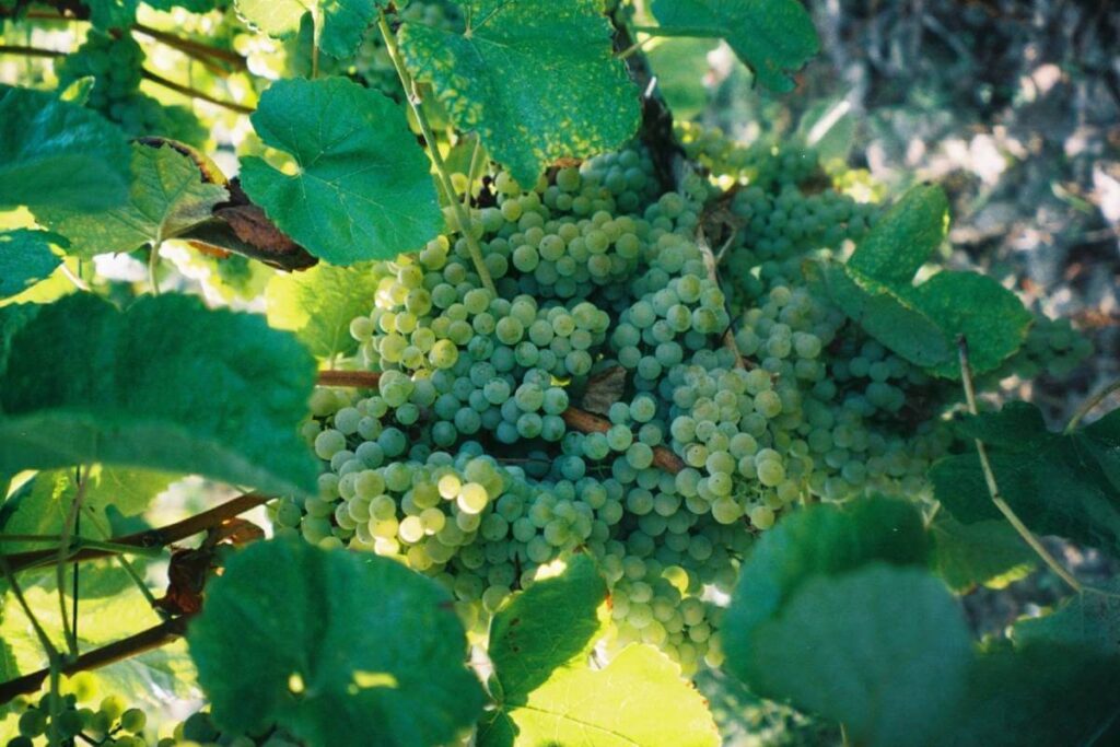 Cacho de uvas verdes na vinha da Quinta da Samoça, símbolo da frescura dos vinhos verdes da região.