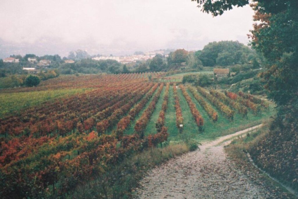 Fileiras de vinhas em tons de outono na Quinta da Samoça, com caminho rural entre os socalcos.