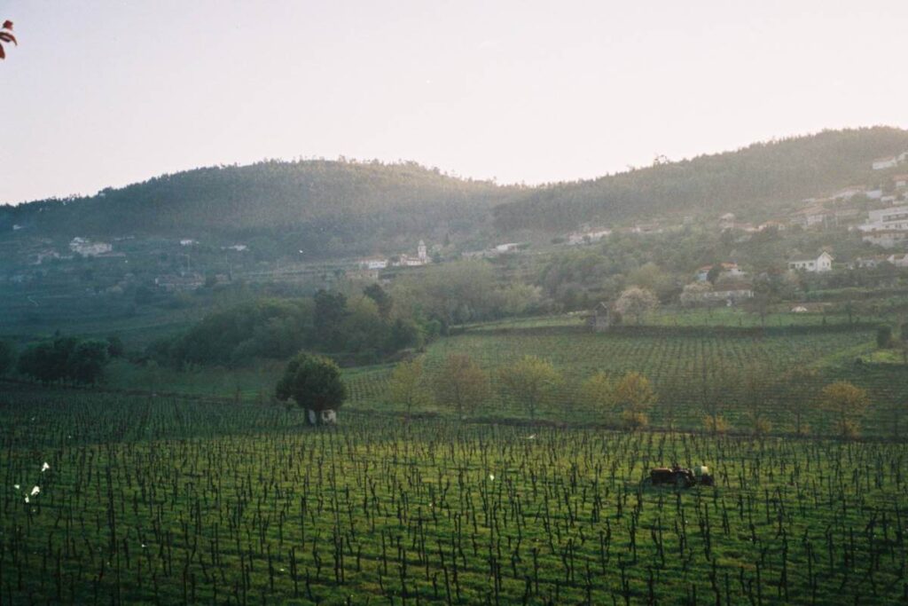 Vista panorâmica das vinhas verdes da Quinta da Samoça com colinas ao fundo e luz suave do entardecer.