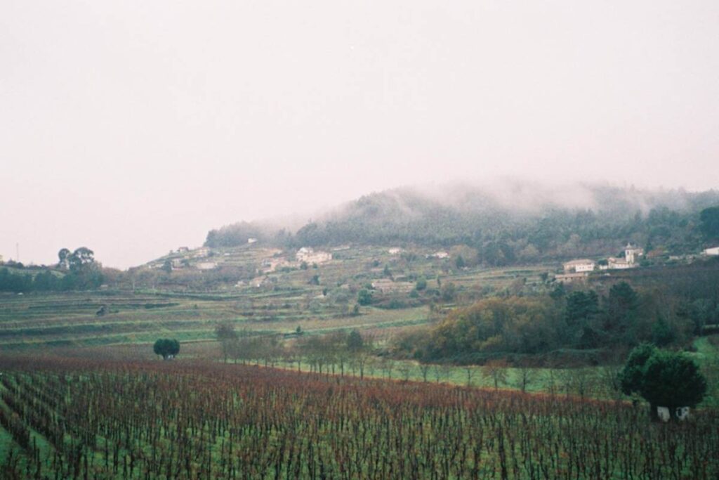 Paisagem da Quinta da Samoça com as vinhas cobertas de neblina matinal nas encostas de Ariz.