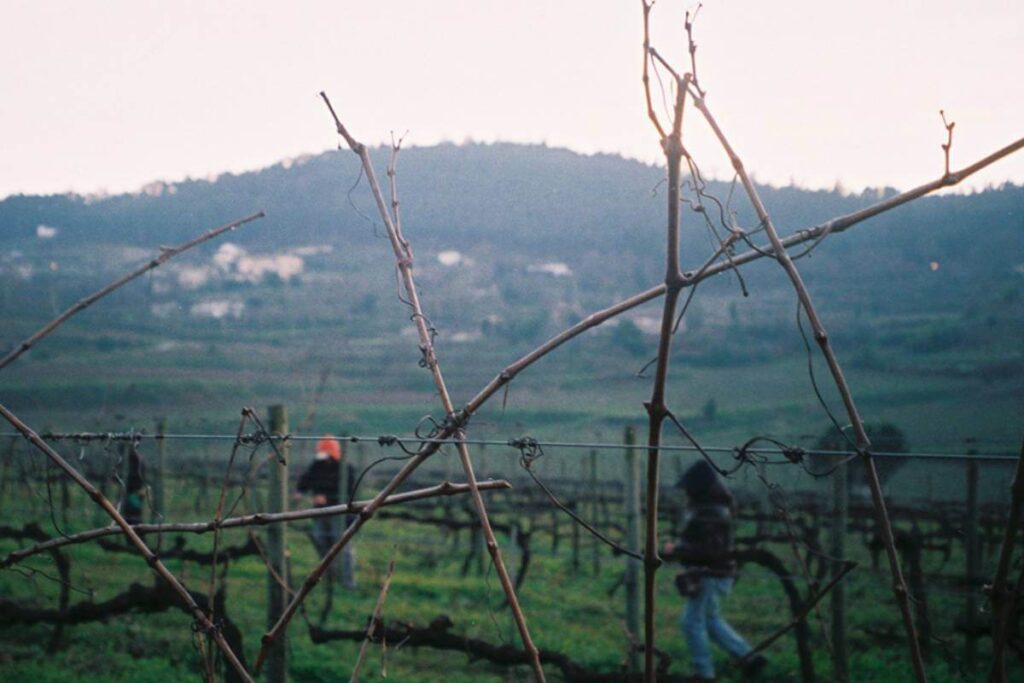 Trabalhadores entre as videiras da Quinta da Samoça durante o inverno, em Ariz, Marco de Canaveses.
