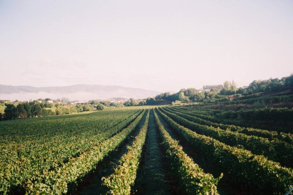 Vinhas alinhadas da Quinta da Samoça sob luz suave da manhã, com as encostas de Ariz ao fundo.