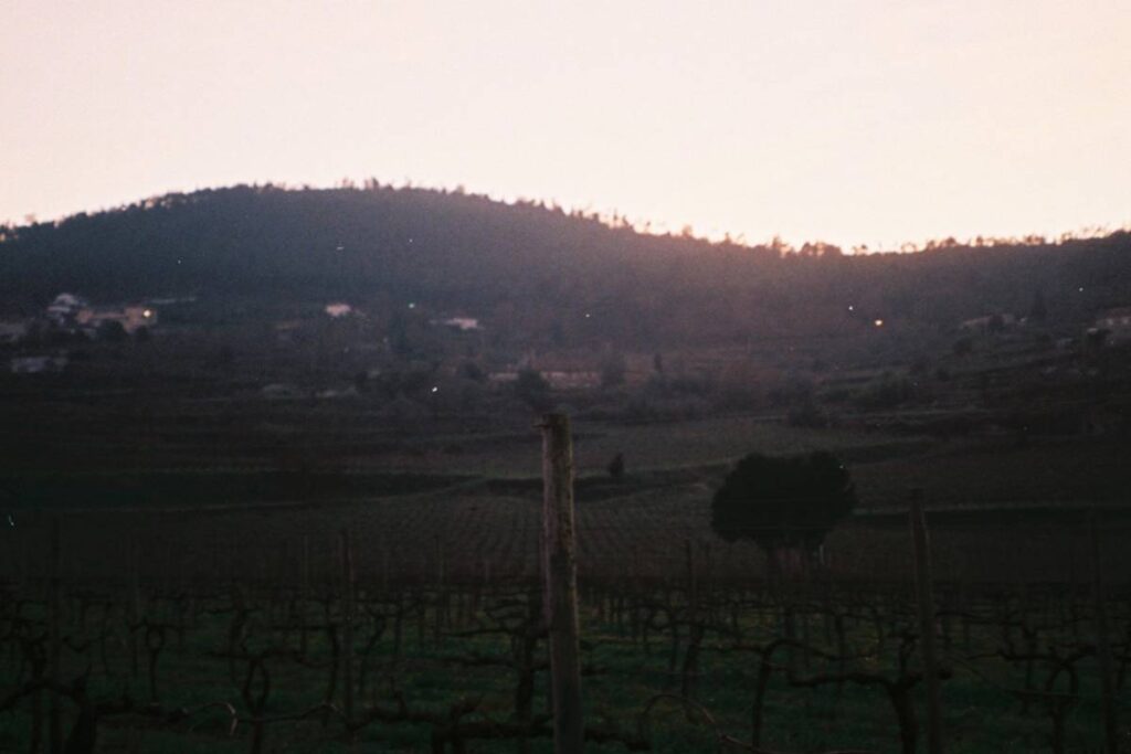 Vinhas da Quinta da Samoça ao entardecer, com as encostas de Ariz em tons rosados e o horizonte serrano.