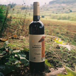 Vinho Verde Tinto Quinta da Samoça Vinhão, com notas intensas de frutas vermelhas, ideal para carnes assadas e pratos de inverno.