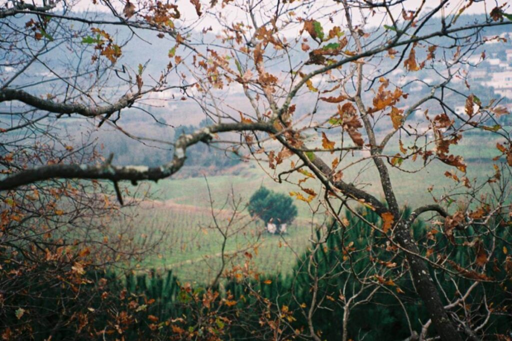 Vista das vinhas da Quinta da Samoça entre ramos de árvores com folhas de outono.